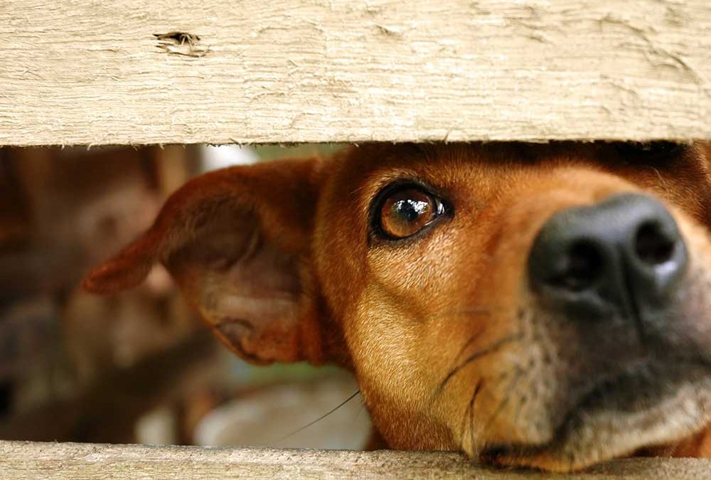 The Problems with Puppy Mills
