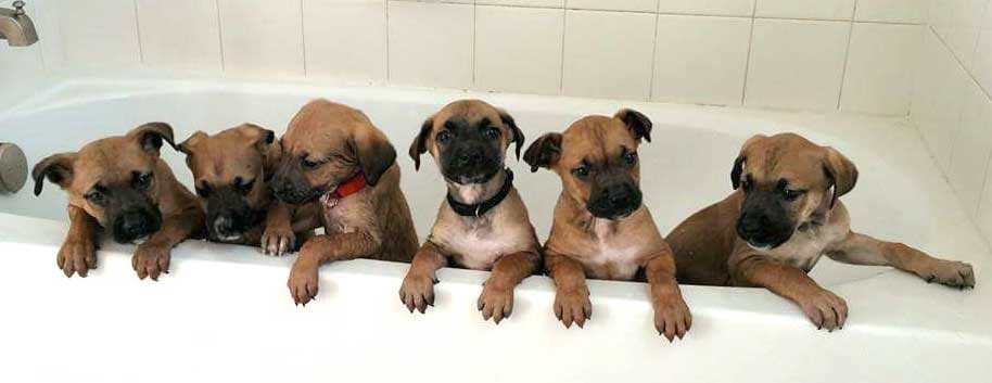 puppies from dog breeder